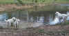 15d.jpg (59378 bytes)