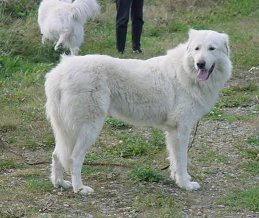 Ardito....jpg (19502 bytes)