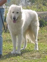 Ardito..jpg (11574 bytes)