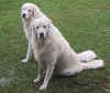 abruzzo and chino 13.5.03.jpg (57158 bytes)