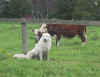 abruzzo and cows  2   27.5.03.jpg (80483 bytes)