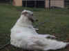 back yard   1rel    27.1.03.jpg (59283 bytes)