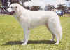 chino 1st b'day.jpg (90290 bytes)