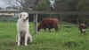 chino and cows  1   27.5.03.jpg (72621 bytes)