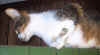 doortop.jpg (46689 bytes)