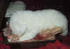 eatin5.jpg (60733 bytes)