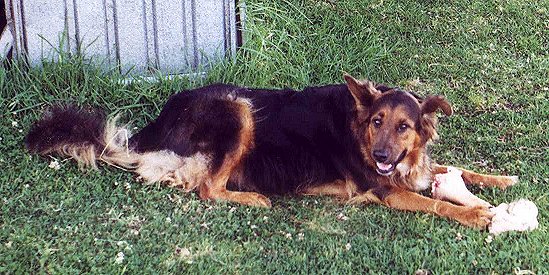 hobo 1a.jpg (78309 bytes)