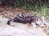 kitten1.jpg (35652 bytes)