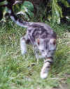 kitten2.jpg (43929 bytes)