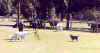 meet the cows11.jpg (25442 bytes)