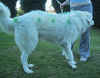 painted  1   14.3.03.jpg (85823 bytes)