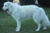 painted  4   14.3.03.jpg (63302 bytes)