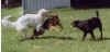 qhr playing.jpg (23222 bytes)