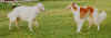 rb.jpg (25820 bytes)