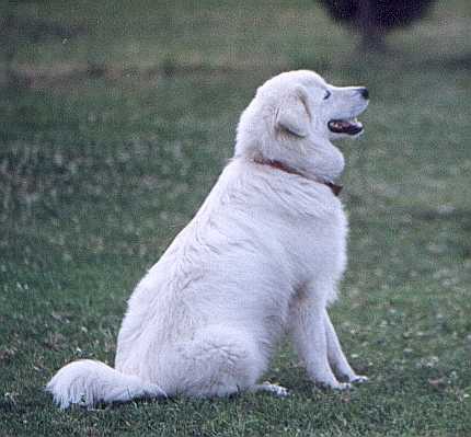 reaper sit.jpg (21675 bytes)