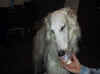 rellie finish the ice cream.jpg (27556 bytes)