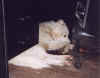 shadow desk.jpg (57746 bytes)