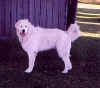 shadow look.jpg (11525 bytes)