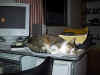 sleeping.jpg (38736 bytes)