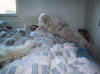 wake up tony you'll be late 1.jpg (61293 bytes)