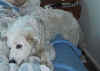 wake up tony you'll be late 3.jpg (42437 bytes)