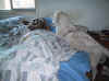 wake up tony you'll be late 5.jpg (56301 bytes)