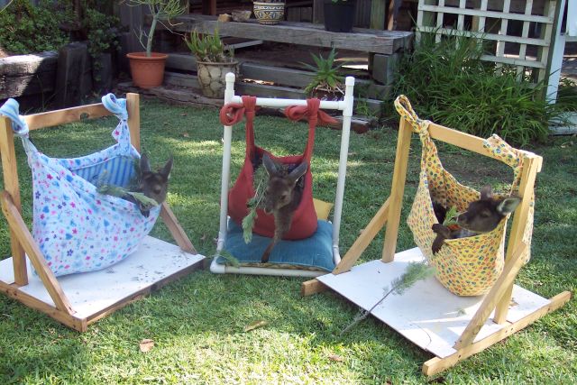 roos