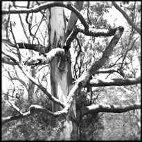 Photo of Grey Gum.