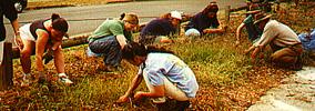 Volunteers weeding.